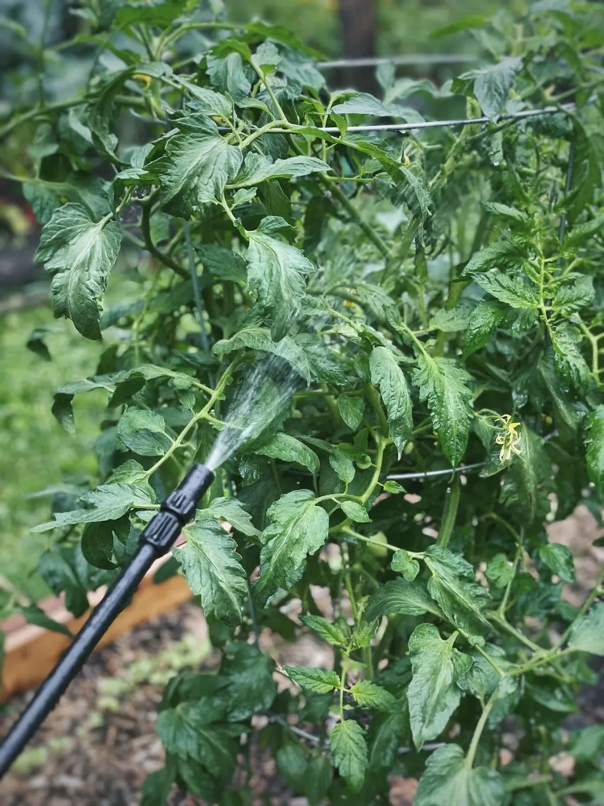 comment proteger les tomates des maladies