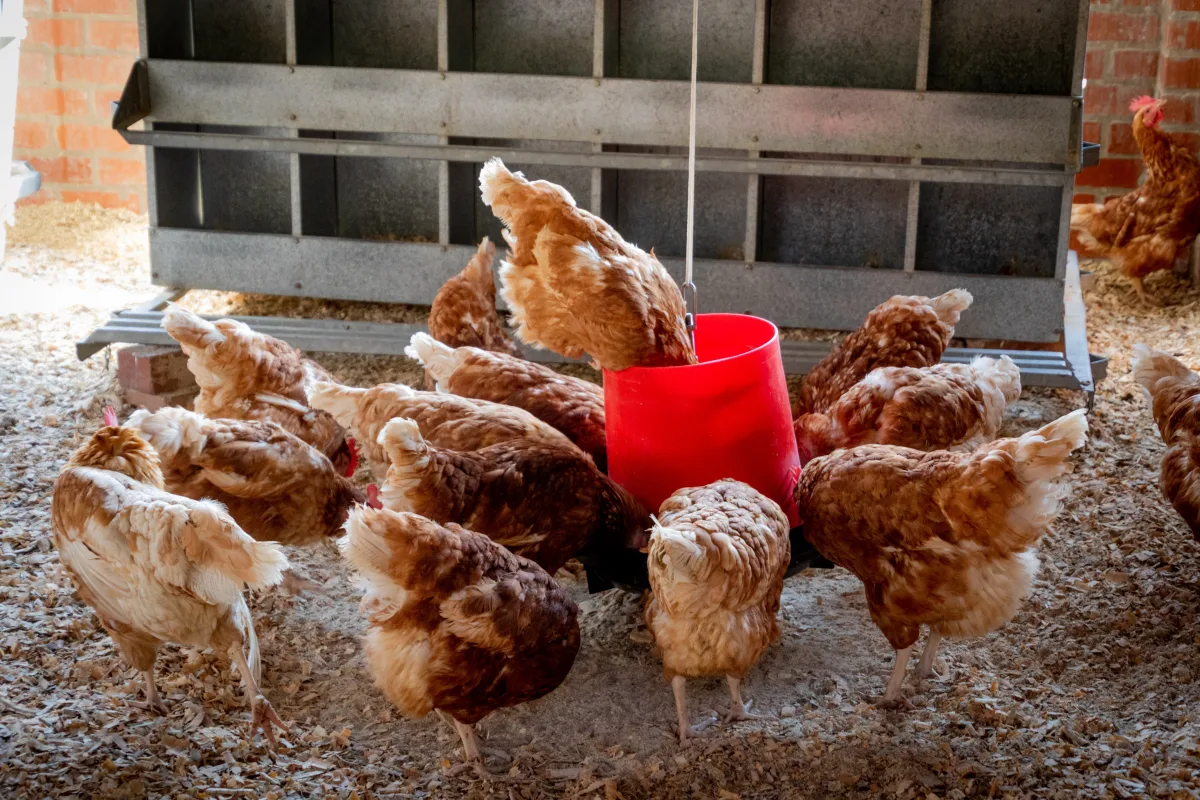 comment rafraichir les poules donner alimetns et de l eau