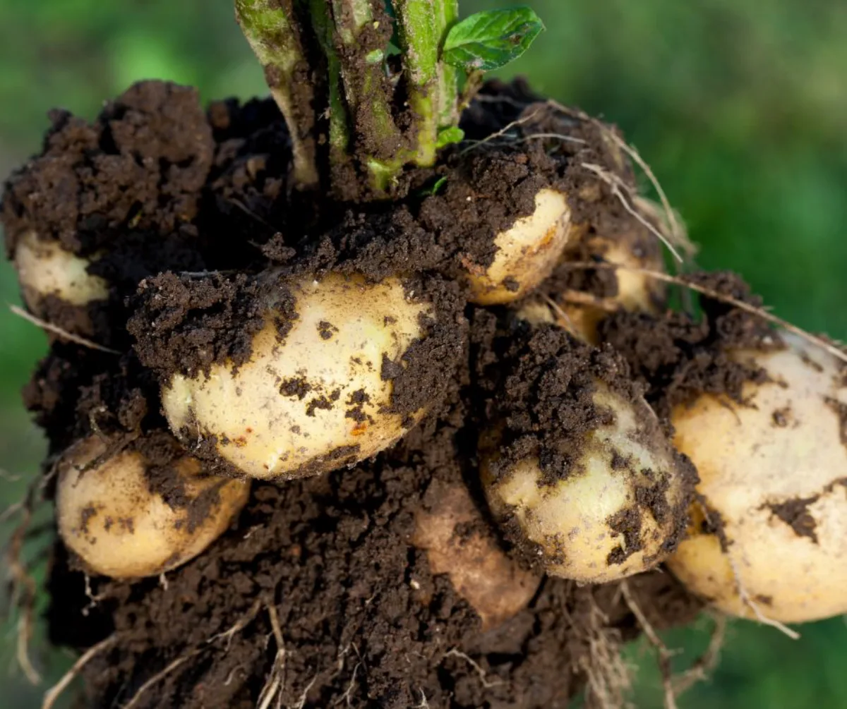 comment recolter les pommes de terre arracher le pied