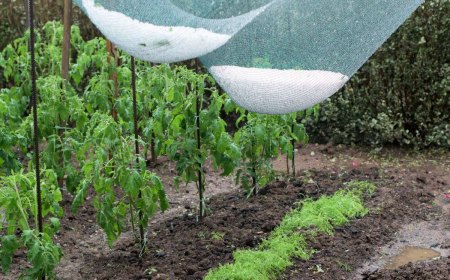 comment sauver les plantes tomates en cas d orages et de gele
