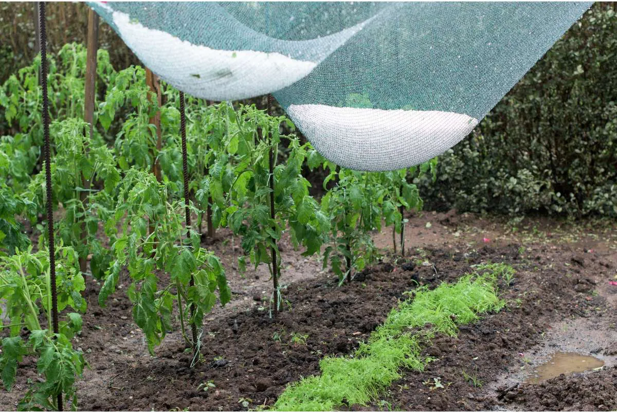 comment sauver les plantes tomates en cas d orages et de gele