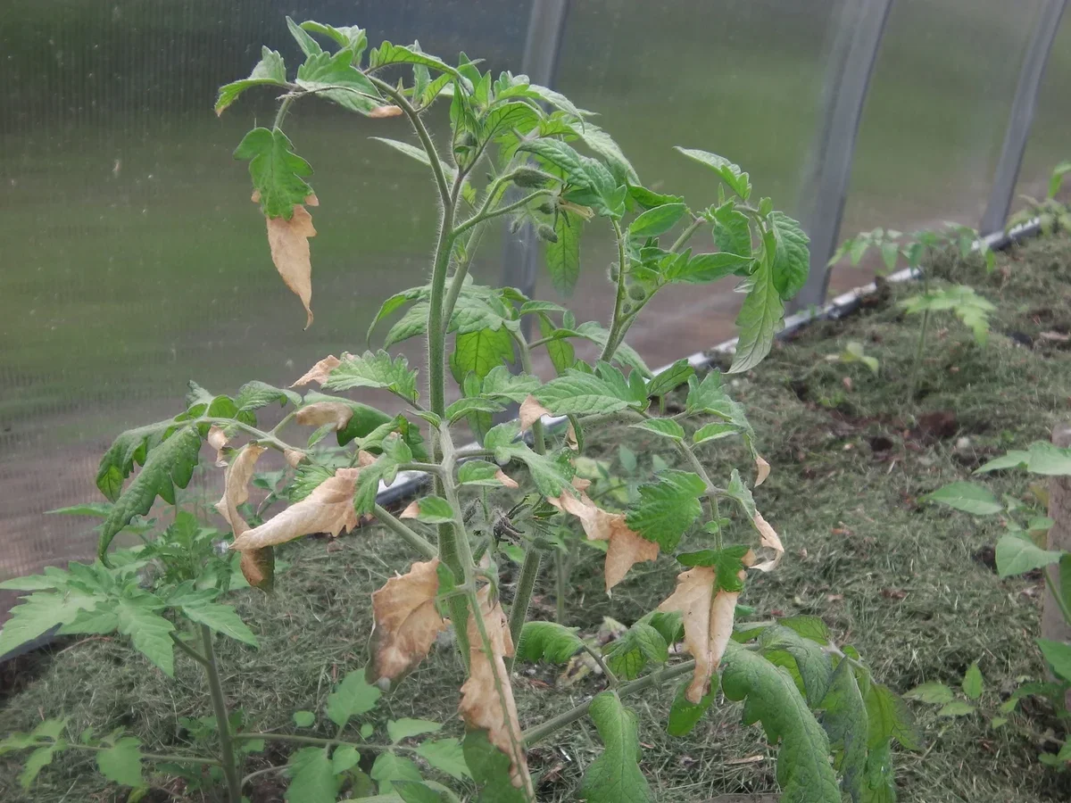 comment sauver un plant de tomate mourant