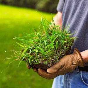 Comment savoir si la pelouse est trop arrosée ? 3 signes révélateurs à prendre en compte pour un gazon sain et vert