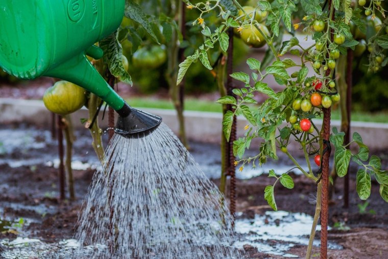 comment savoir si on arrose trop les tomates potager support arrosoir