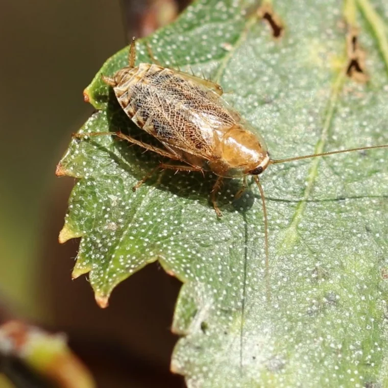 comment se debarrasser des cafards dans le jardin methodes nturelles feuille