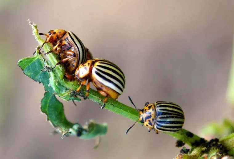 comment se debarrasser des doryphores naturellement astuces