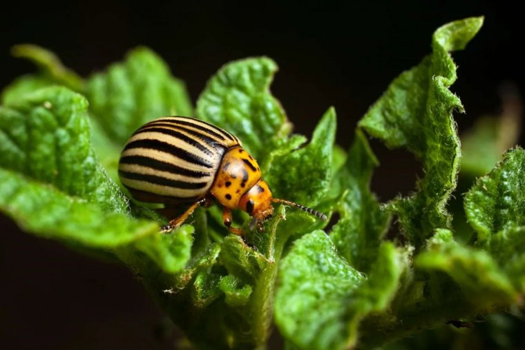 comment se debarrasser des doryphores naturellement guide pratique