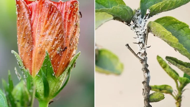 comment se debarrasser des pucerons sur hibiscus astuces