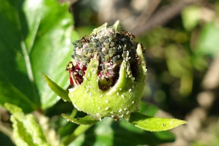 comment se debarrasser des pucerons sur hibiscus conseils