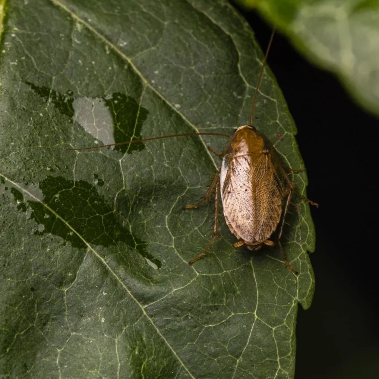 comment se debarrasser du cafard di jardin pour toujours