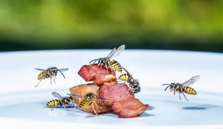 comment se proteger des guepes sur la table