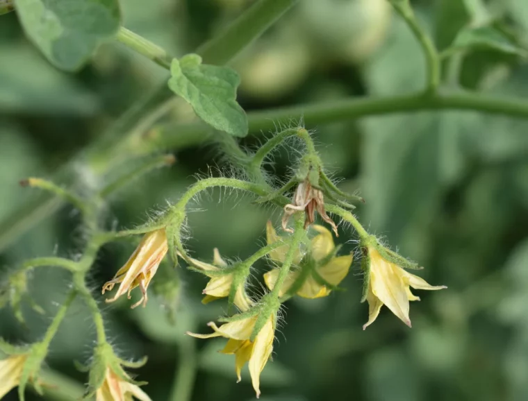 comment soigner les plants de tomates en floraison