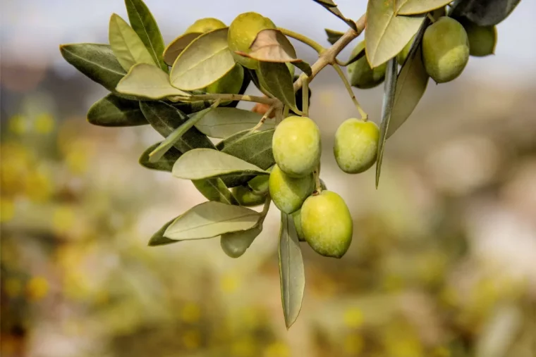 comment stimuleer la fructification des oliviers