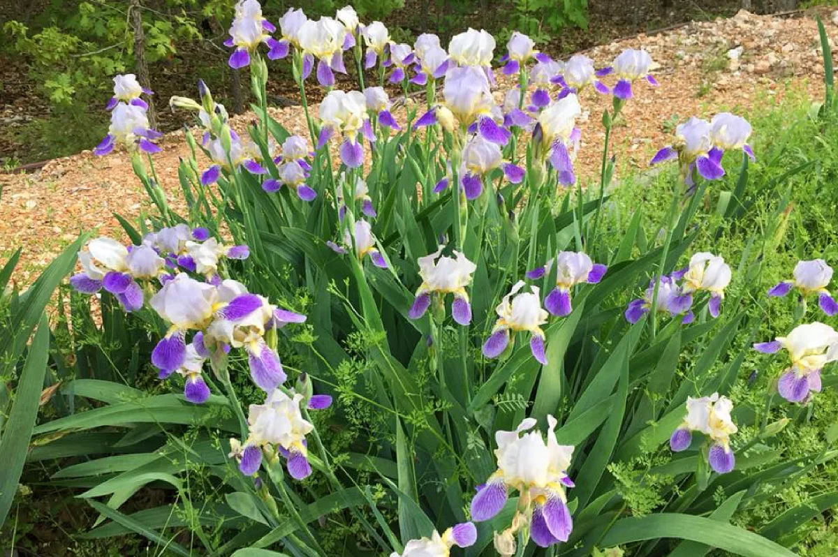 comment stimuler la floraison des iris conseils