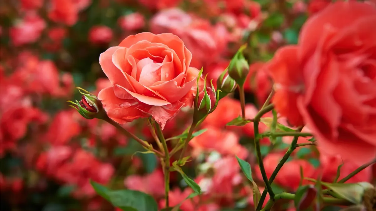 comment stimuler la floraison des roses astuces