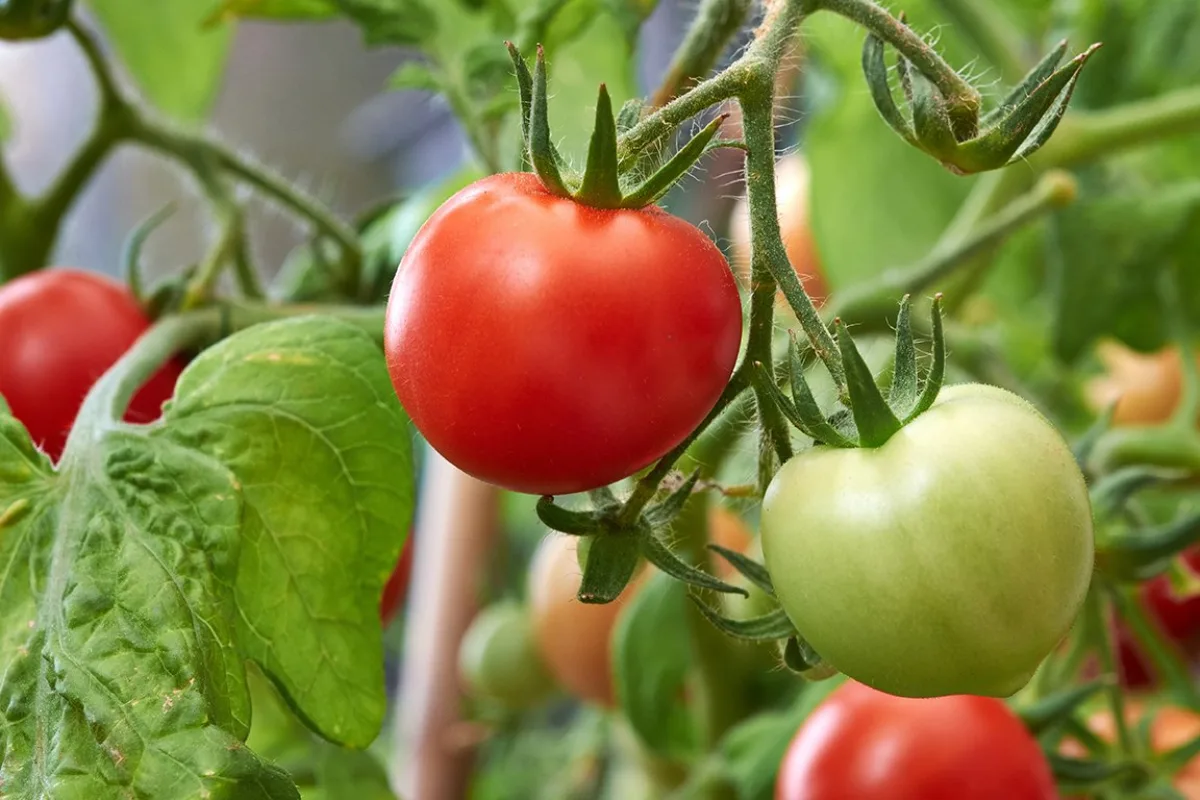 comment stimuler la fructification des tomates