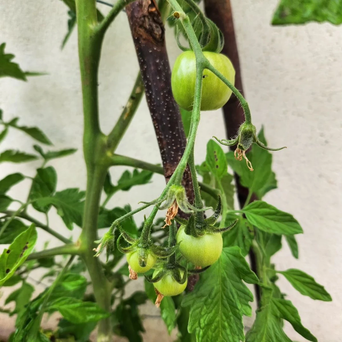 comment tailler les plants de tomates fruits vertes