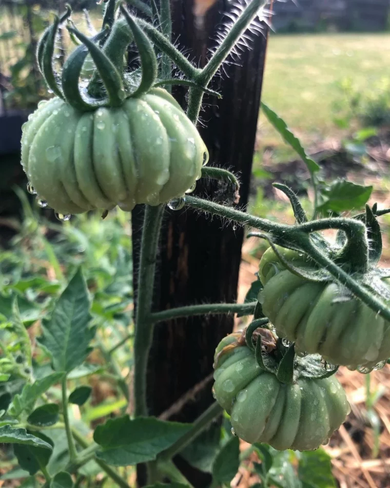 comment traiter les maladies des tomates vertes humidite