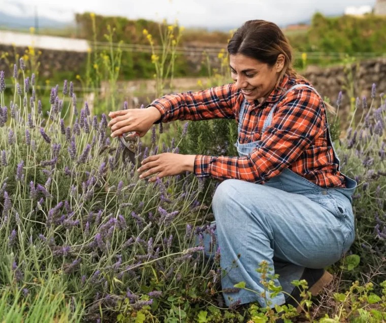 commentenlever les feuilles de la lavande astuces entretien plante mediterraneenne