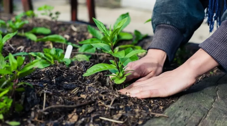 compost amendement sol potager plantes cultures mains femme jardinage