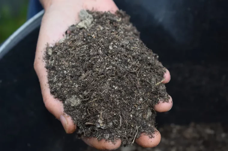 compost dans la main quel est le meilleur engrais naturel pour les tomates