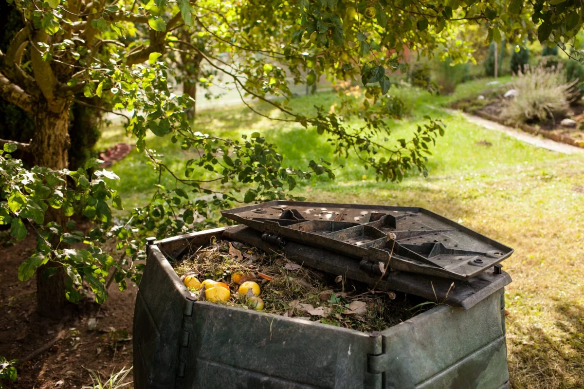 compost jardin cafard traitement