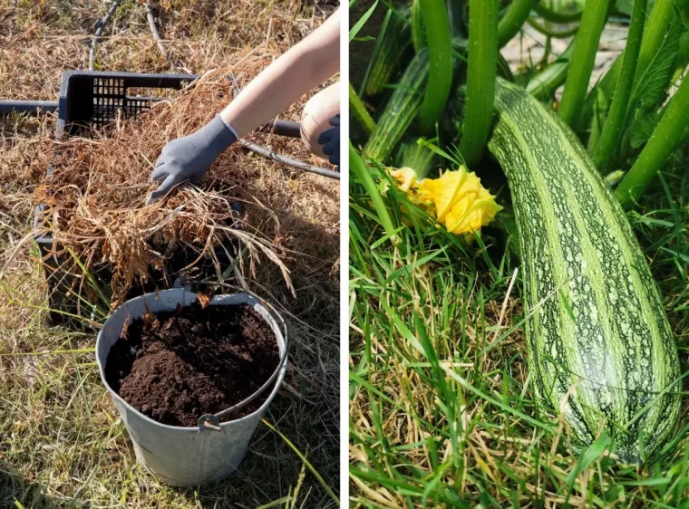 compost paillis naturel au pieds des courgettes plantes fruits