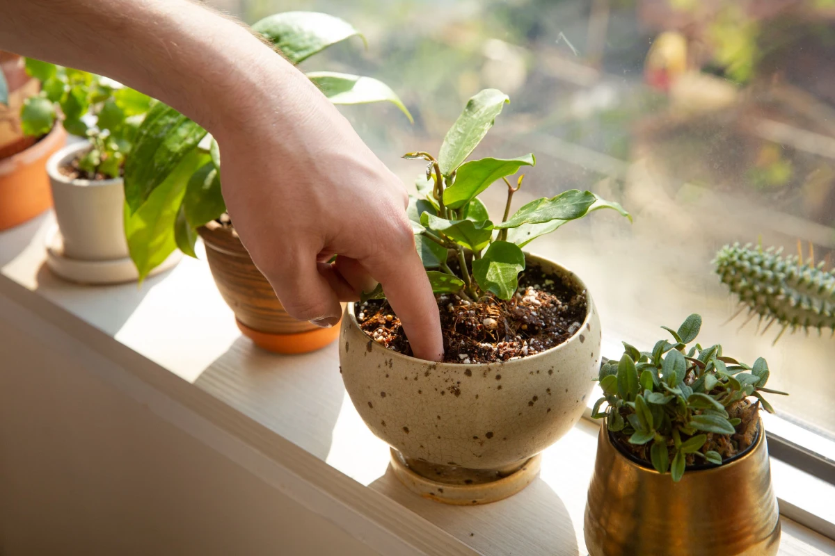 conseils d arrosage plante d interieur pot main