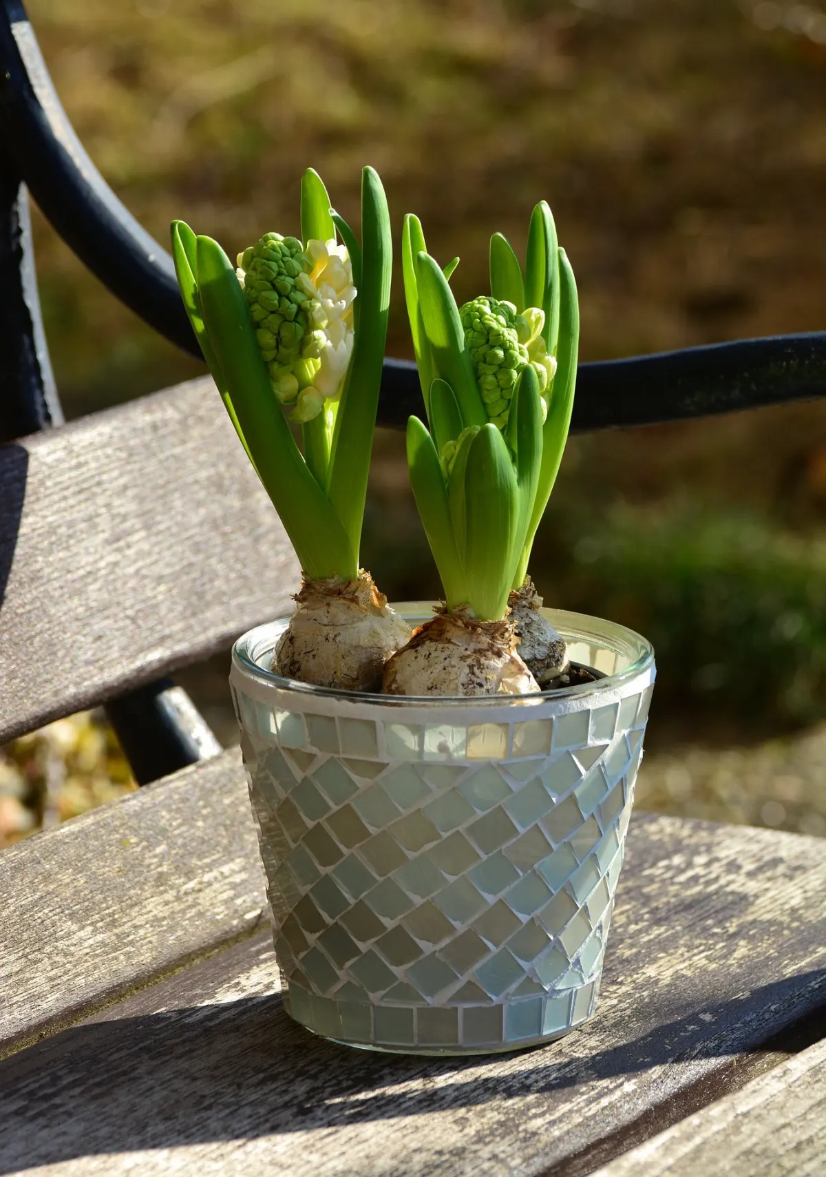 conteneur decoratif jacinthe en pot culture bulbe plante floraison soleil banc bois