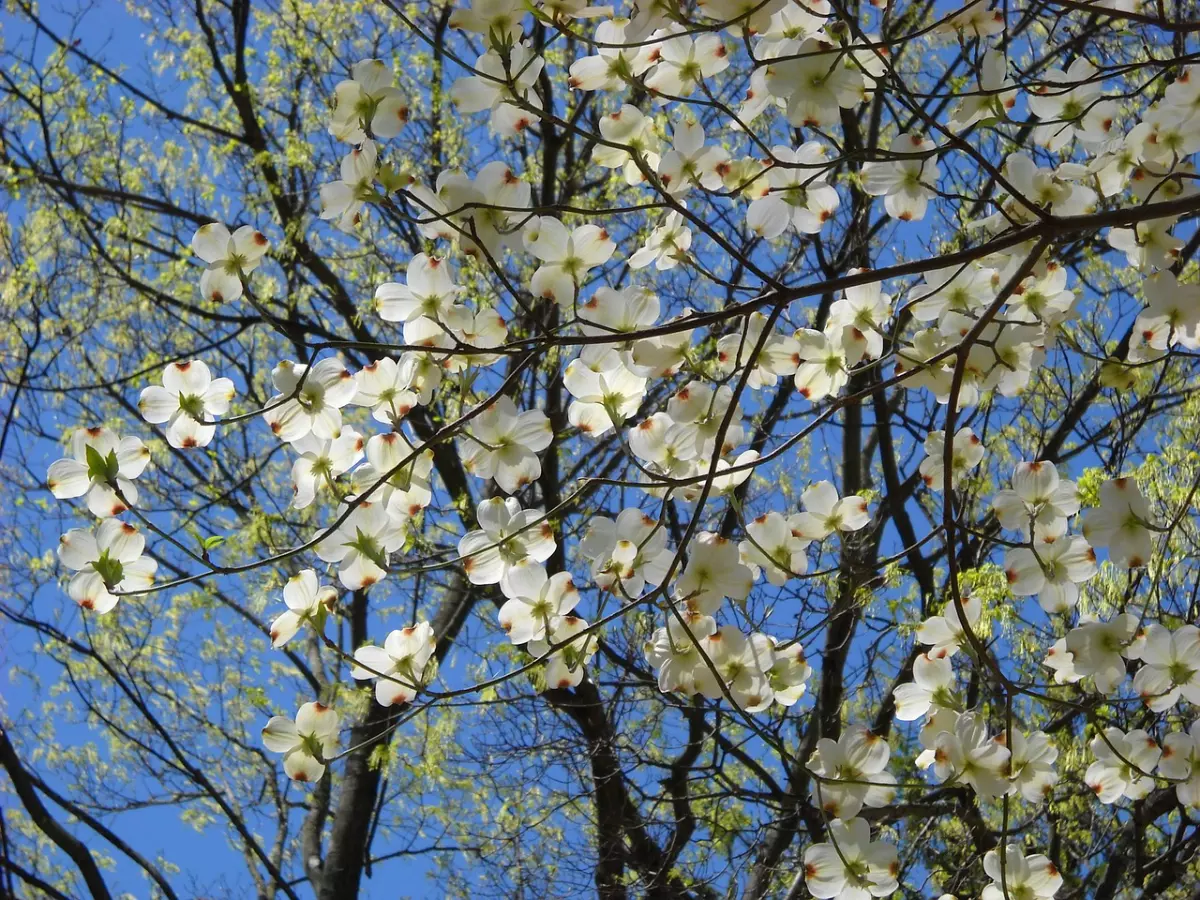 cornouiller avec ses jolies fleurs blanches sur fond d un arbre
