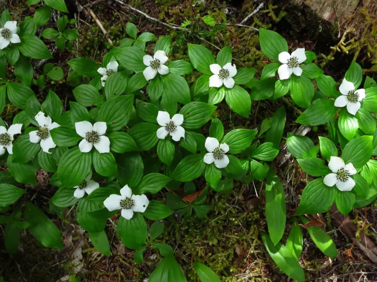 cornus canadensis feuillage brillant vert ombre jardin mousse terreau