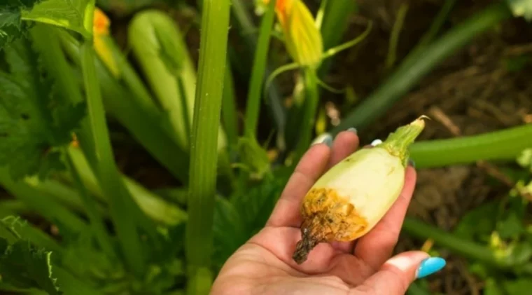 coulure de la courgette fruit petit et malade tiges vertes