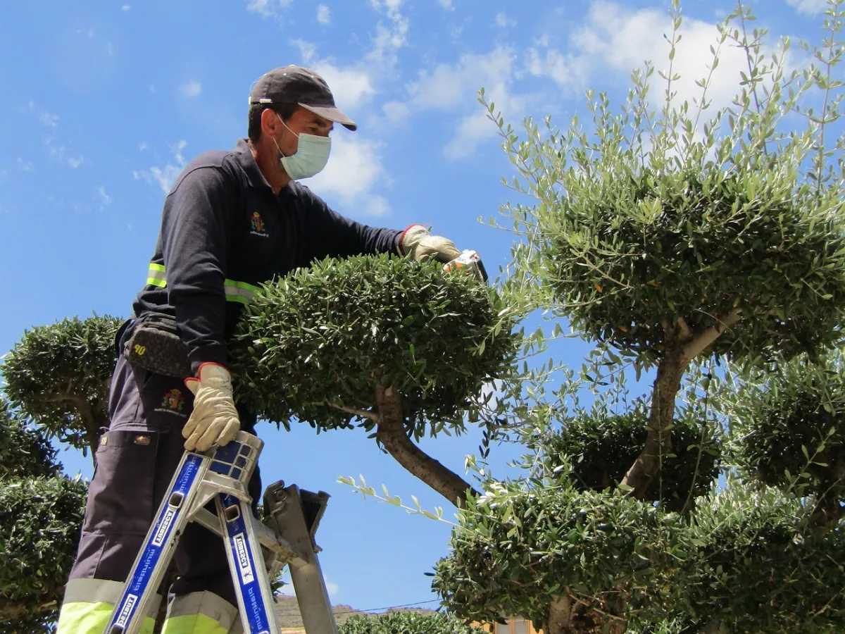 couper arbre forme taille jardinage operation entretien olivier ciel nuages