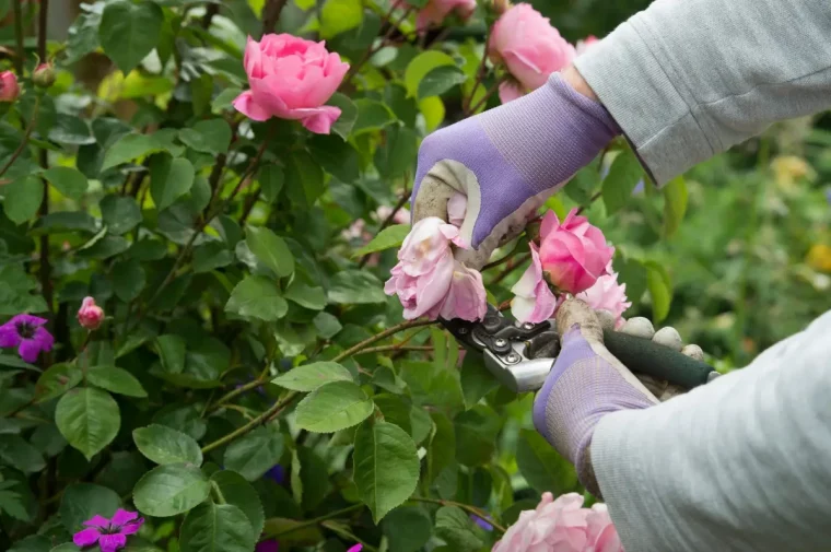 couper fleurs fanees rosiers gants jardin secateur feuillage plantes fleuries