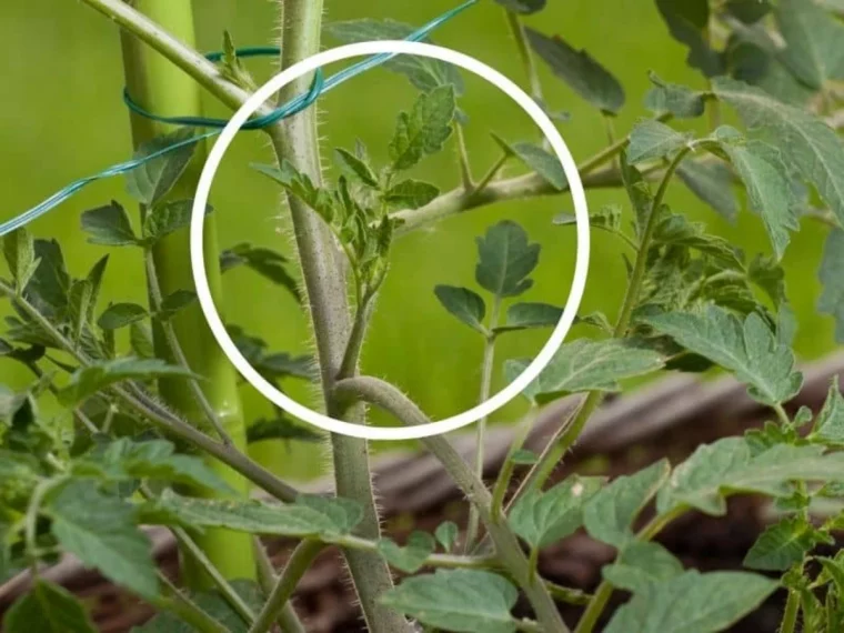 couper les gourmandes des tomates feuilles jaunes