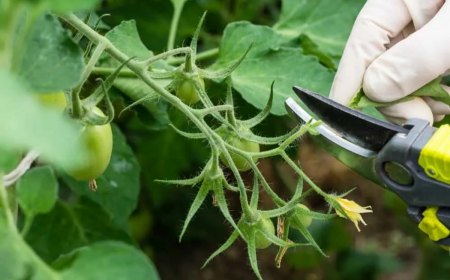couper les tiges des tomates secateur.jpg