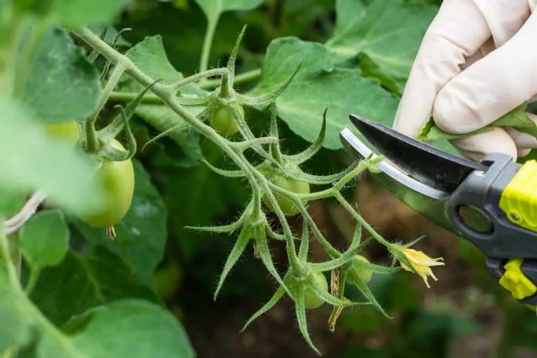 couper les tiges des tomates secateur.jpg