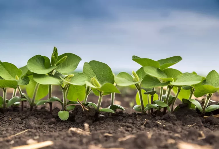 culture de couverture vegetale avec des legumineuses