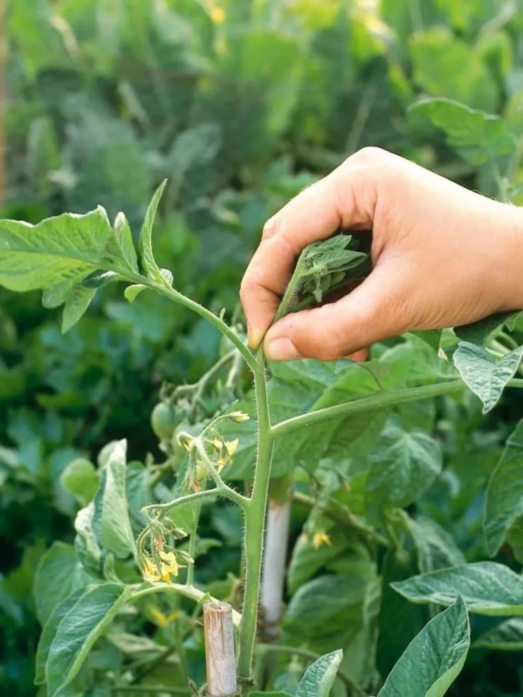 culture de tomates en pleine terre main pince lapointe tomate