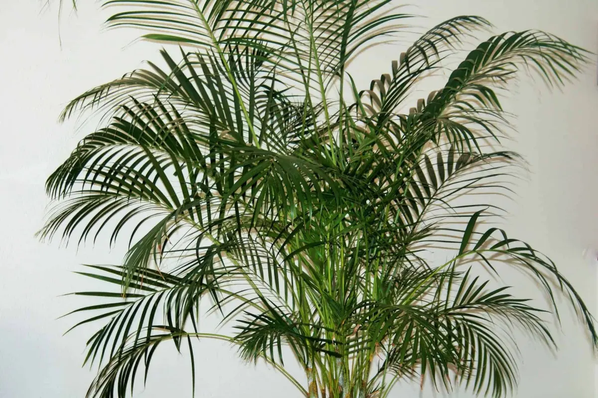 culture palmier d interieur luminosite feuillage vert fonce entretien