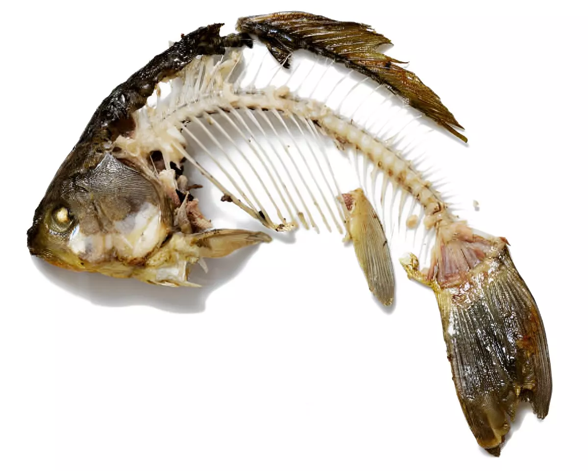 dechets de poisson avec sa tete et son scelettes visibles sur fond blanc