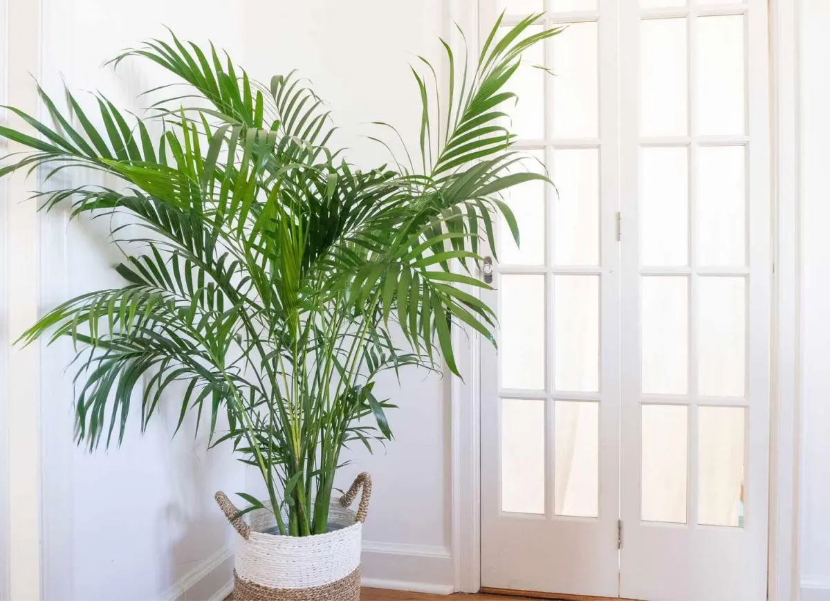 deco couloir blanc cache pot tresse blanc fibre naturelle palmier d interieur feuilles vert
