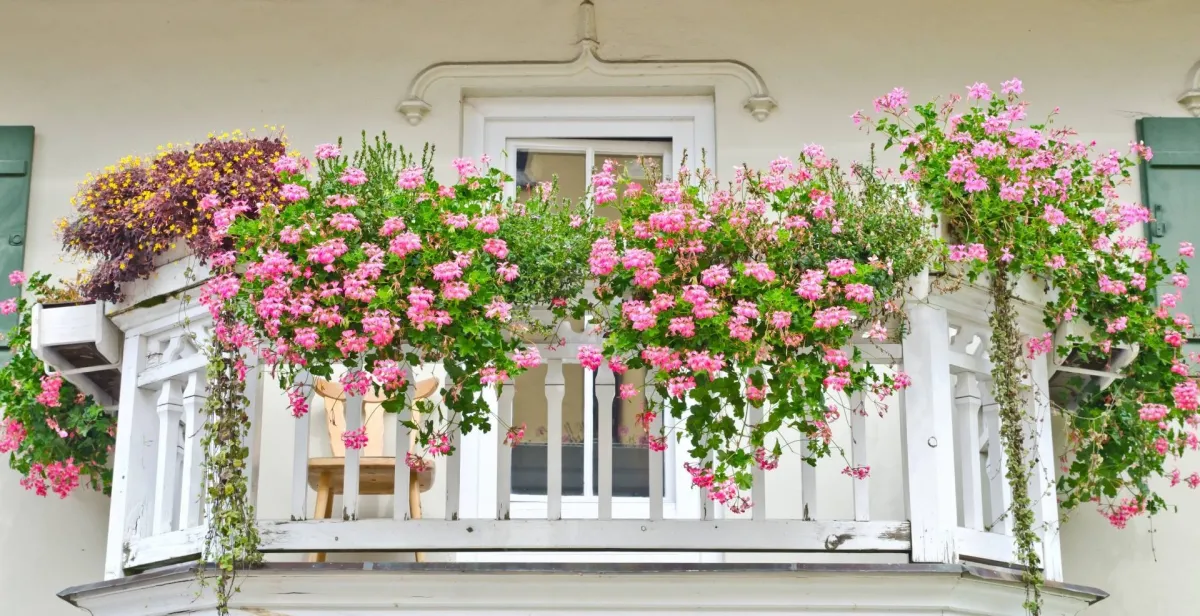 deco terrasse balcon balustrade bois blanc facade maison blanc creme fleurs tombantes