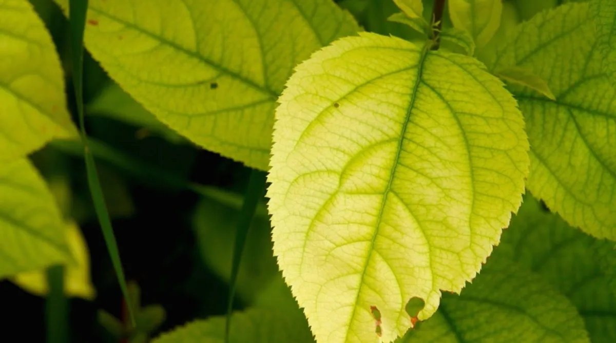 decoloration feuilles jaune pale plante chlorose symptome feuillage malade