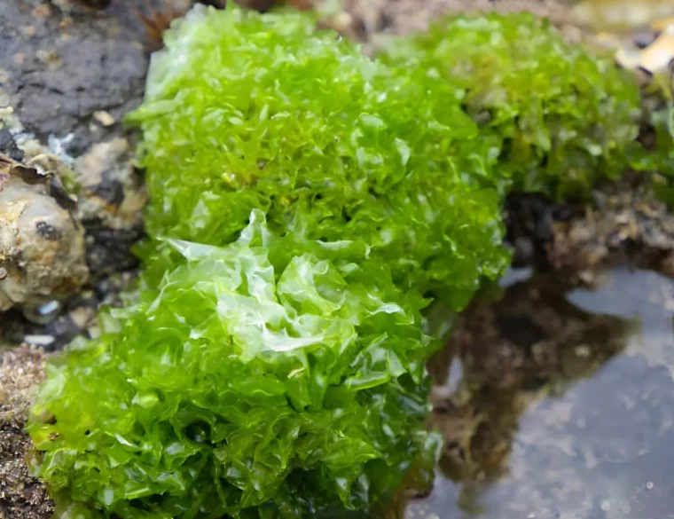 des algues marines sous forme de trois touffes
