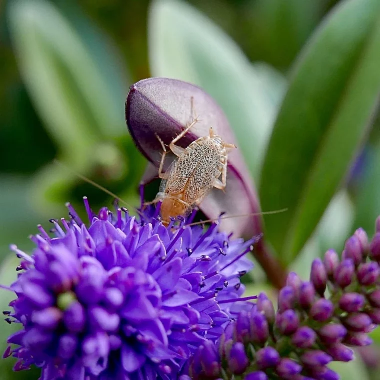 des cafards de jardin fleurs violettes feuilles vertes