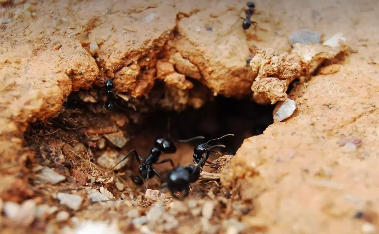 des fourmis noires a l entree de la fourmiliere