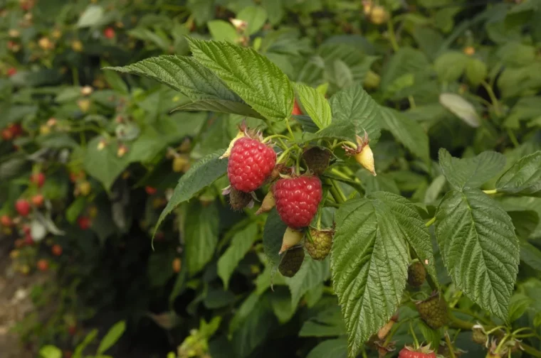 des framboises bien mures feuilles vertes