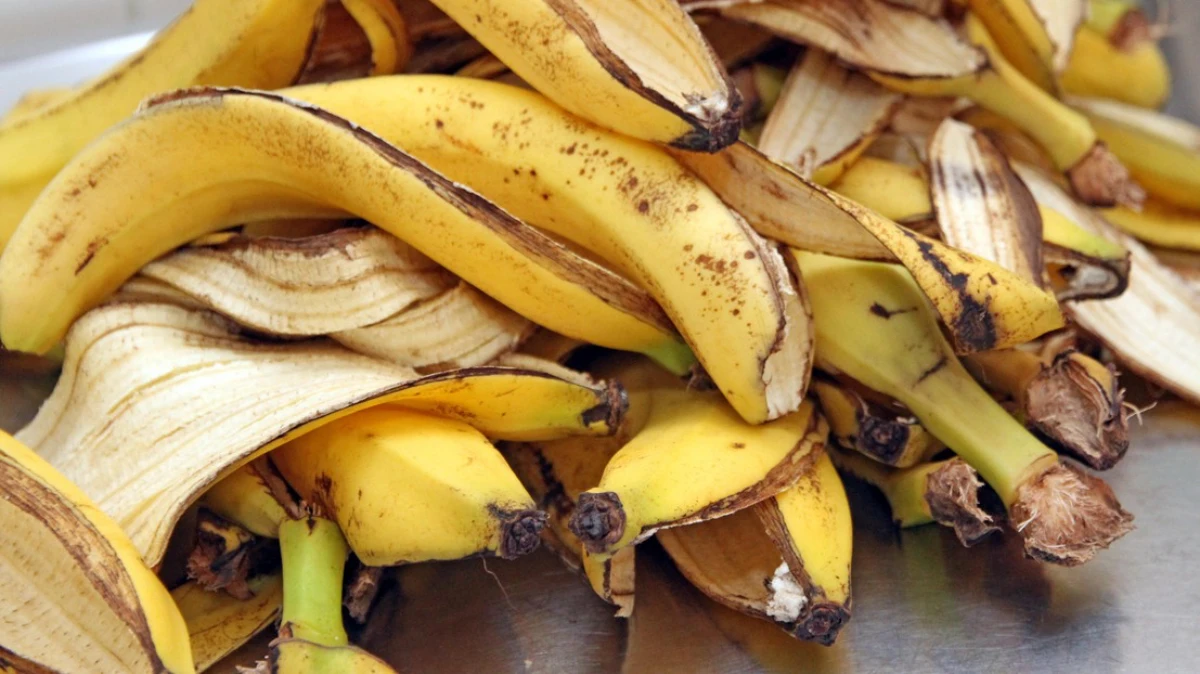des pelures de banane ferilisant framboisiers