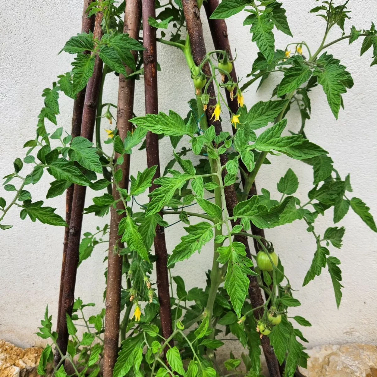 des tomates vertes avec tuteur